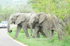 0132-Reis Zuid-Afrika2007